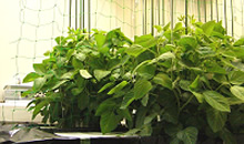 遺伝子組換え植物栽培施設
