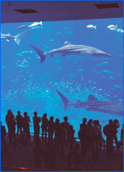 Okinawa Churaumi Aquarium in JPN