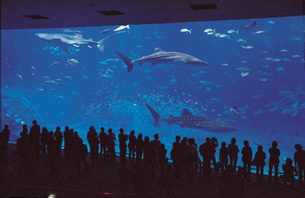 Ocean Expo Park Okinawa Churaumi Aquarium “The Kuroshio Sea”