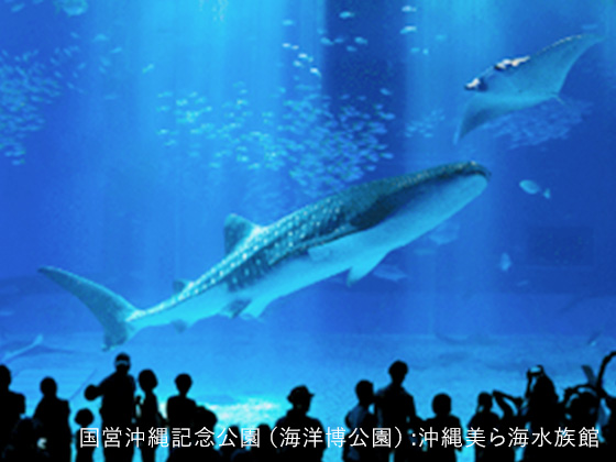 「沖縄美ら海水族館（海洋博公園内）」の写真