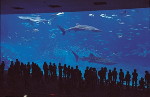 海洋博公園・沖縄美ら海水族館大水槽