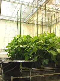 遺伝子組換え植物栽培室
