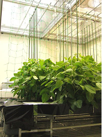 遺伝子組換え植物栽培施設 