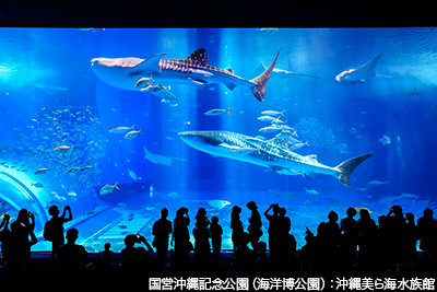沖縄美ら海水族館 (海洋博公園内)