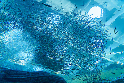 上越市立水族博物館 うみがたり