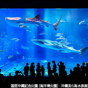 沖縄美ら海水族館 (海洋博公園内)