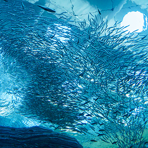 上越市立水族博物館 うみがたり